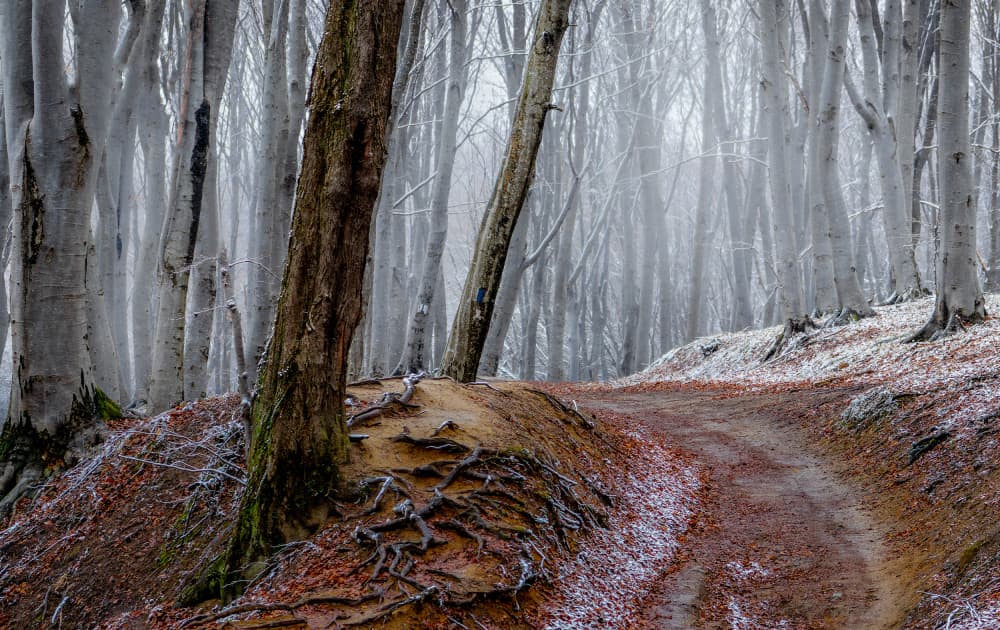 Misty Winter Forest Path by Vio Oprea — canvas wall art