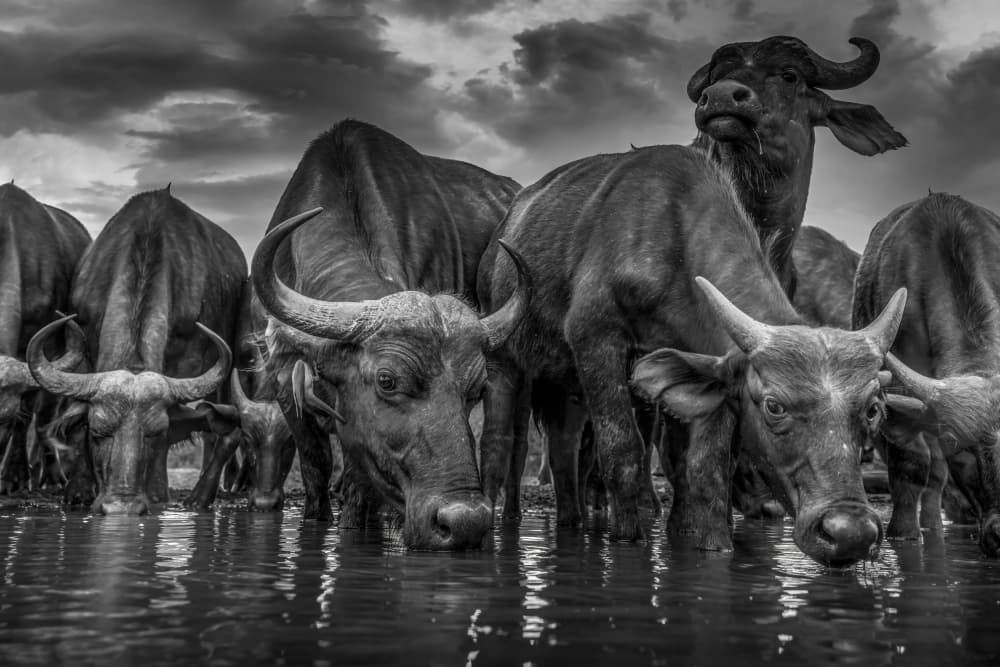 Buffalo Herd At Water by Clint Ralph — canvas wall art