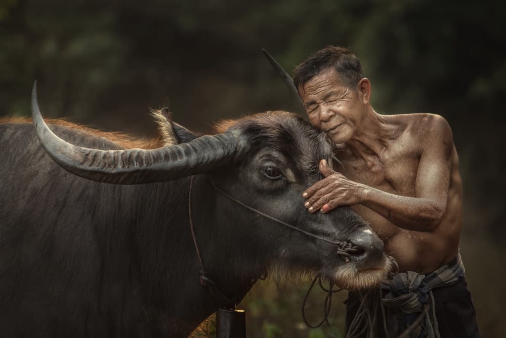 Gentle Buffalo Embrace by Jakkree Thampitakkull — canvas wall art