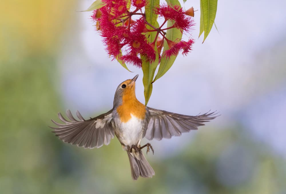 Flying Robin Red Bloom by אייל בר אור • Eyal Bar Or — canvas wall art
