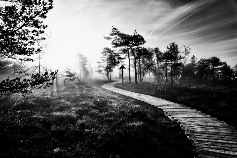 Misty Forest Path by Robert Kuavi — canvas wall art