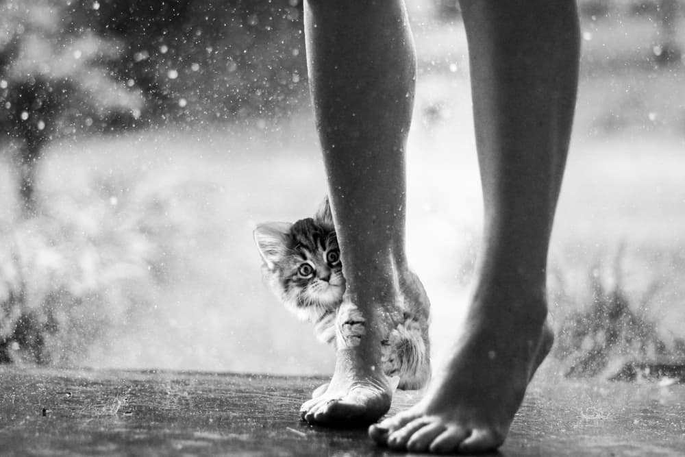 Cute Kitten Rainy Day by Ciupureanu Dan — canvas wall art