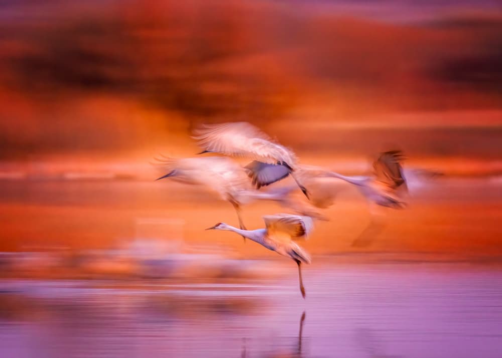 Dynamic Cranes Sunset by Hanping Xiao — canvas wall art