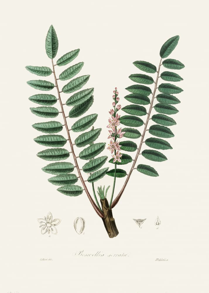 Boswellia Serrata Medical Botany by John Stephenson and James Morss Churchill — canvas wall art