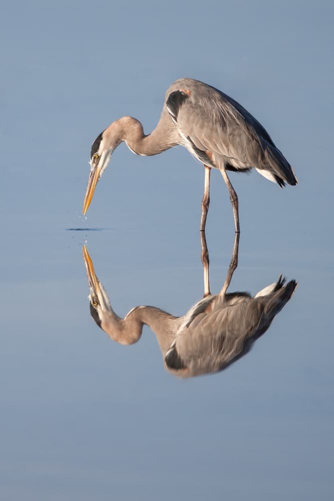 Blue Heron Reflection by Nick Kalathas — canvas wall art