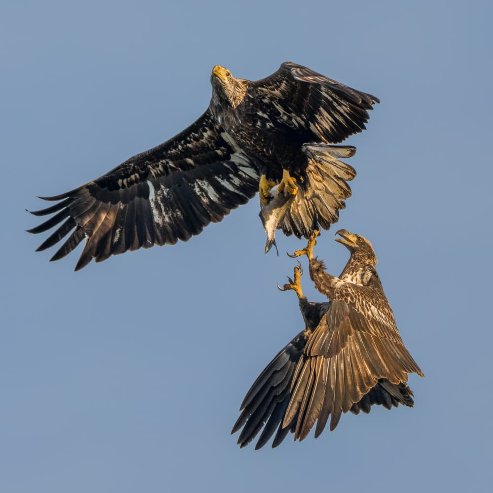Eagles Mid-Air Struggle by John Fan — canvas wall art