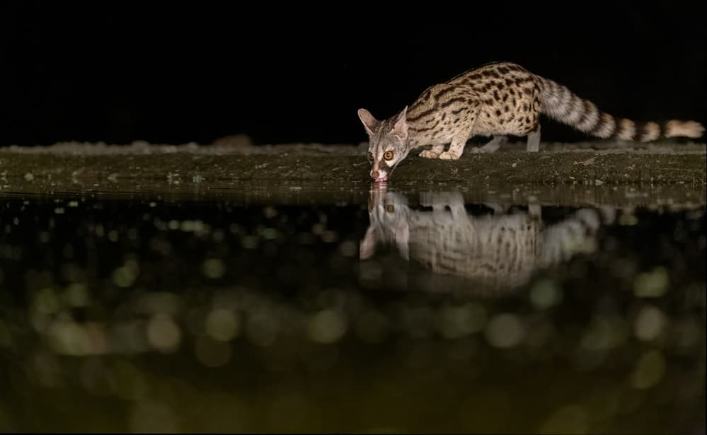 Spotted Genet Night Reflection by Jie Fischer — canvas wall art