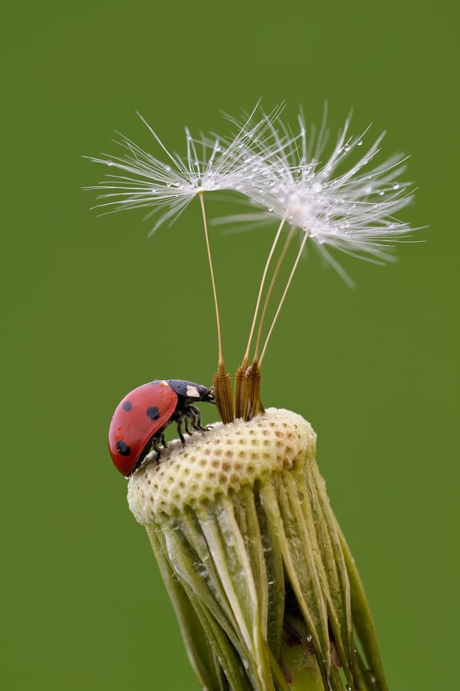 Ladybug on Dandelion Seed by Roberto Marini — canvas wall art