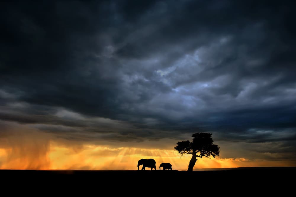 Dramatic Safari Sunset by Xavier Ortega — canvas wall art