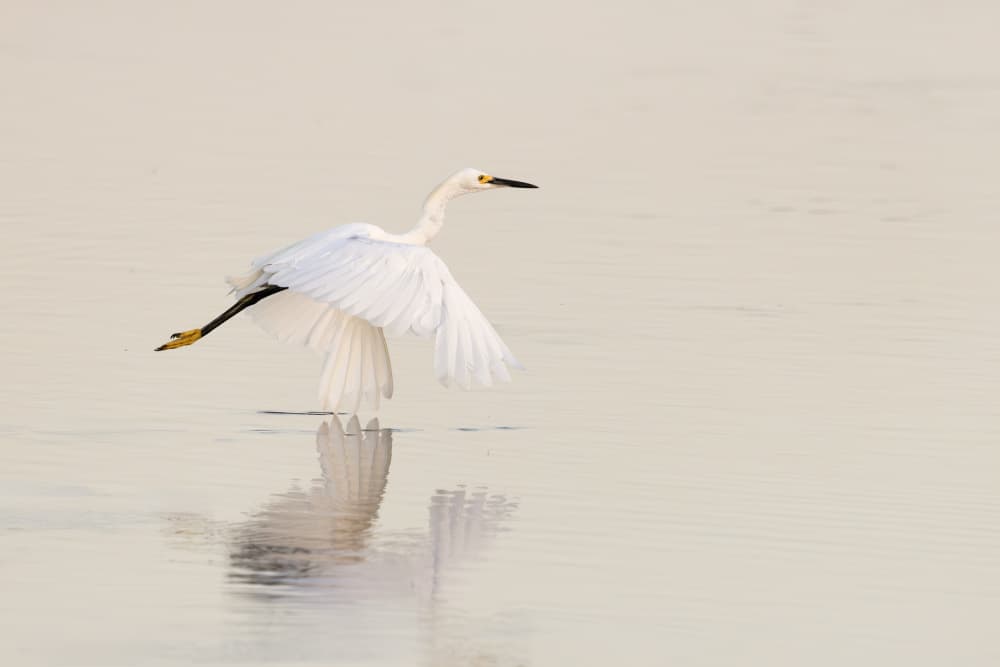 Snowy Egret Takes Flight by Linda D Lester — canvas wall art