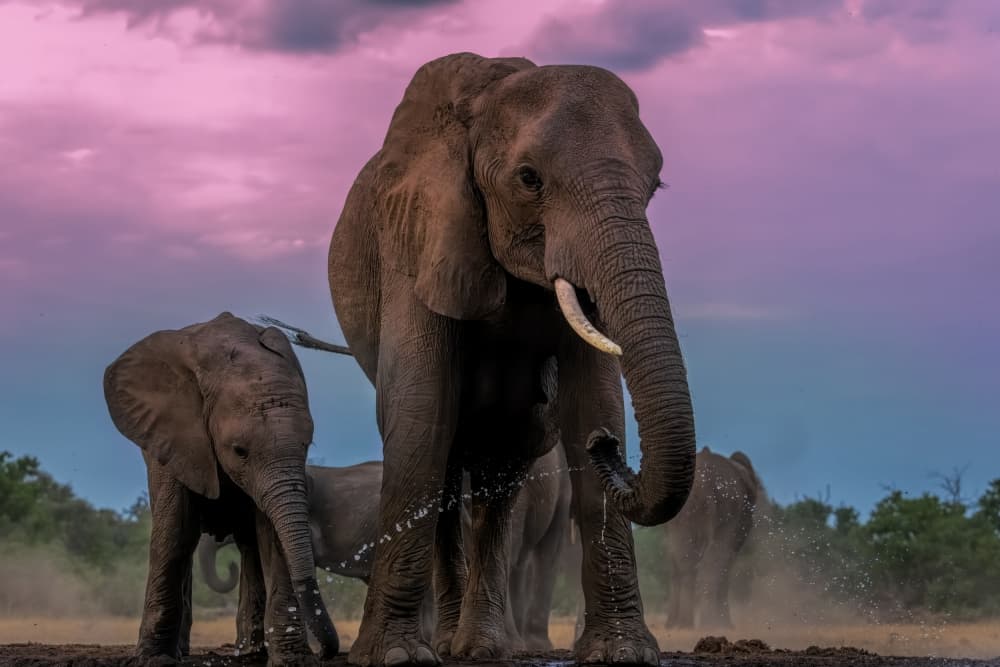 Elephants At Sunset by Jun Zuo — canvas wall art