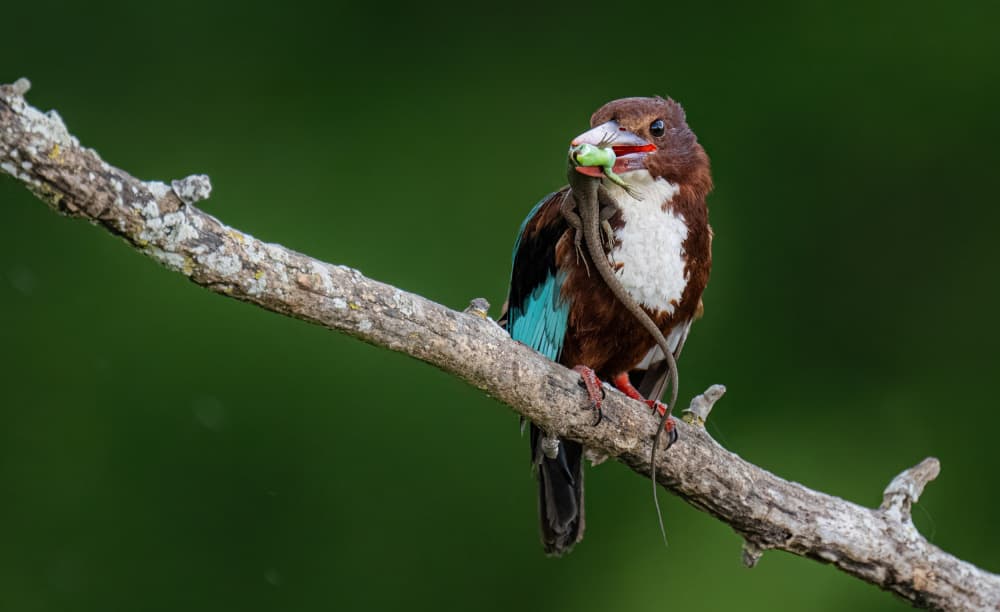 Kingfisher Catching Prey by Eldad Levin — canvas wall art