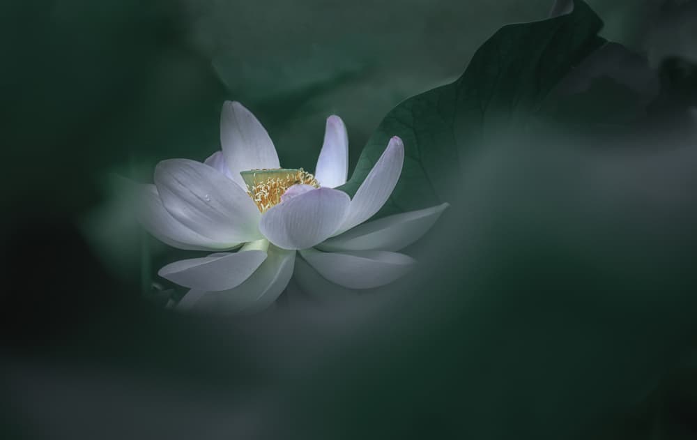 Serene White Lotus by Alice Sheng — canvas wall art