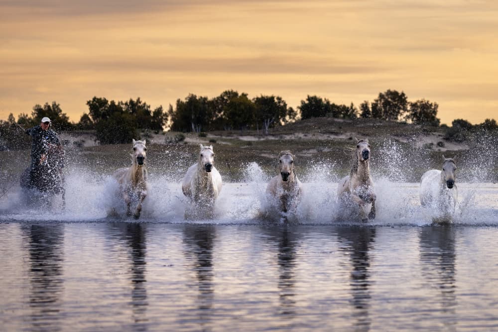 White Horses Splashing Water by Sally Widjaja — canvas wall art