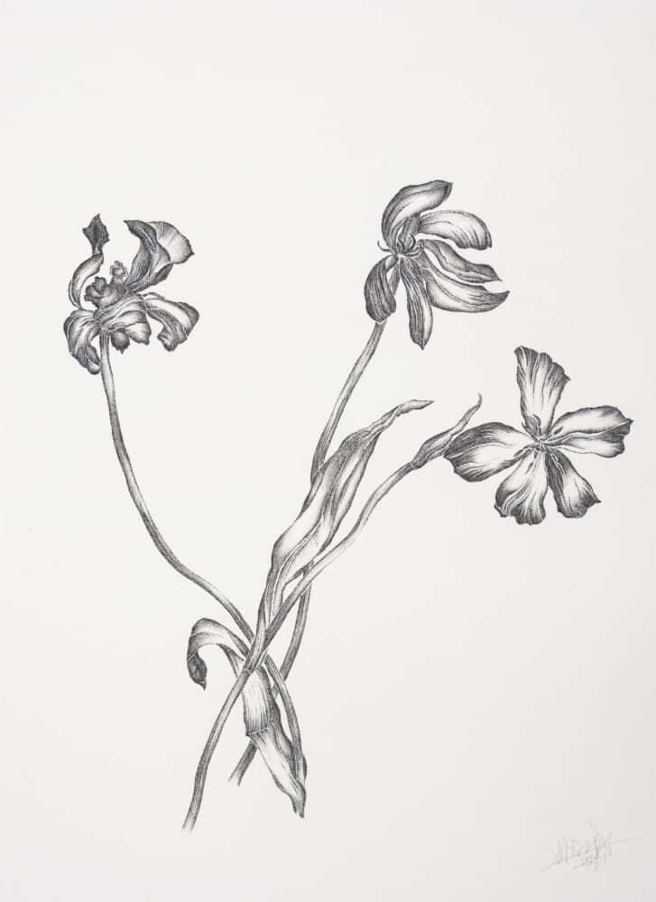 Delicate Botanical Drawing