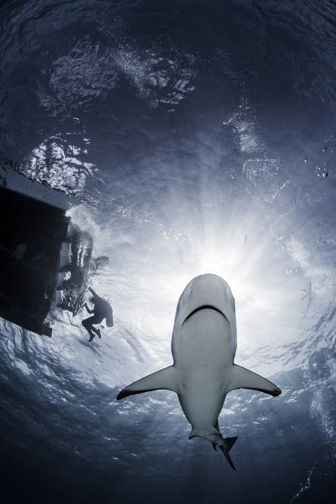 Underwater Shark Encounter by Ken Kiefer — canvas wall art
