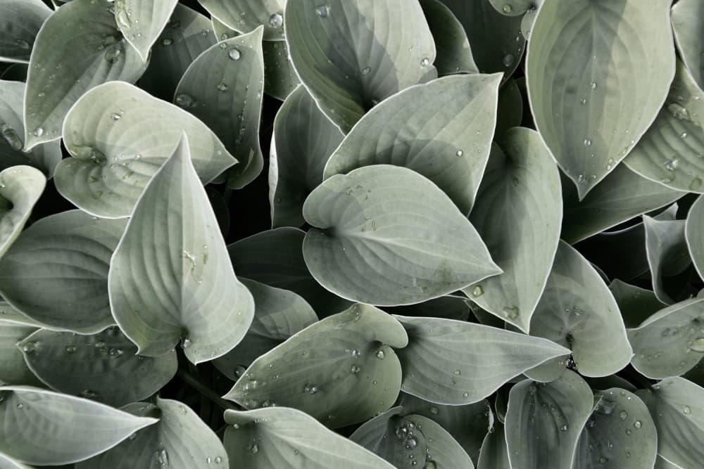 Dewy Hosta Leaves by Christina Sillen — canvas wall art