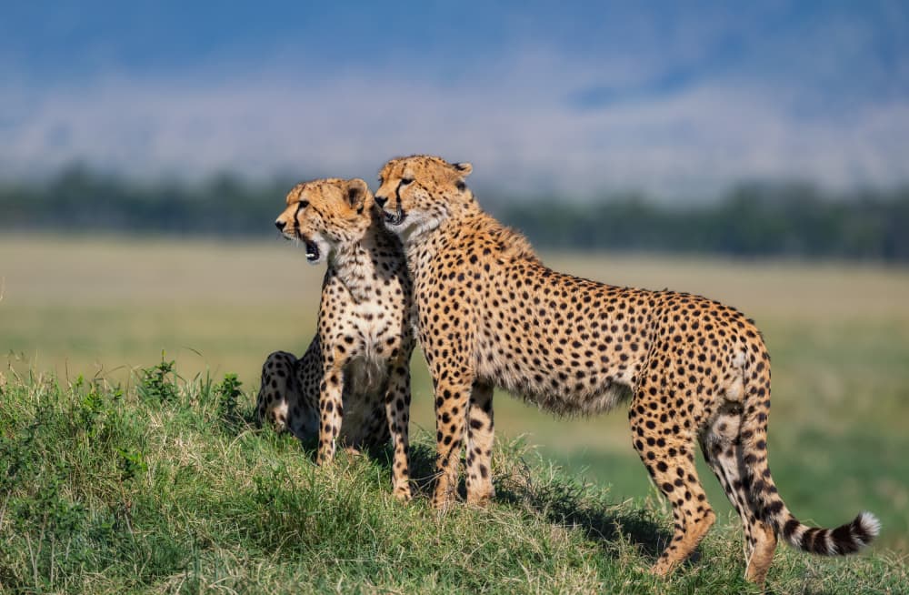 African Cheetah Pair by Jie Fischer — canvas wall art