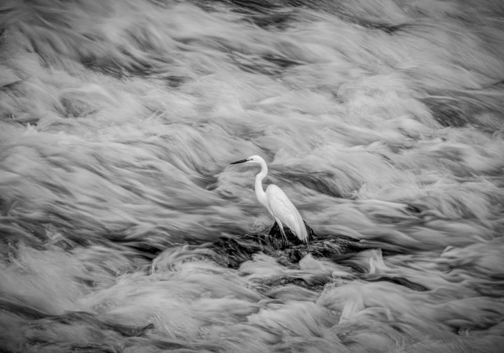 White Egret Flowing Water by Takafumi Yamashita — canvas wall art