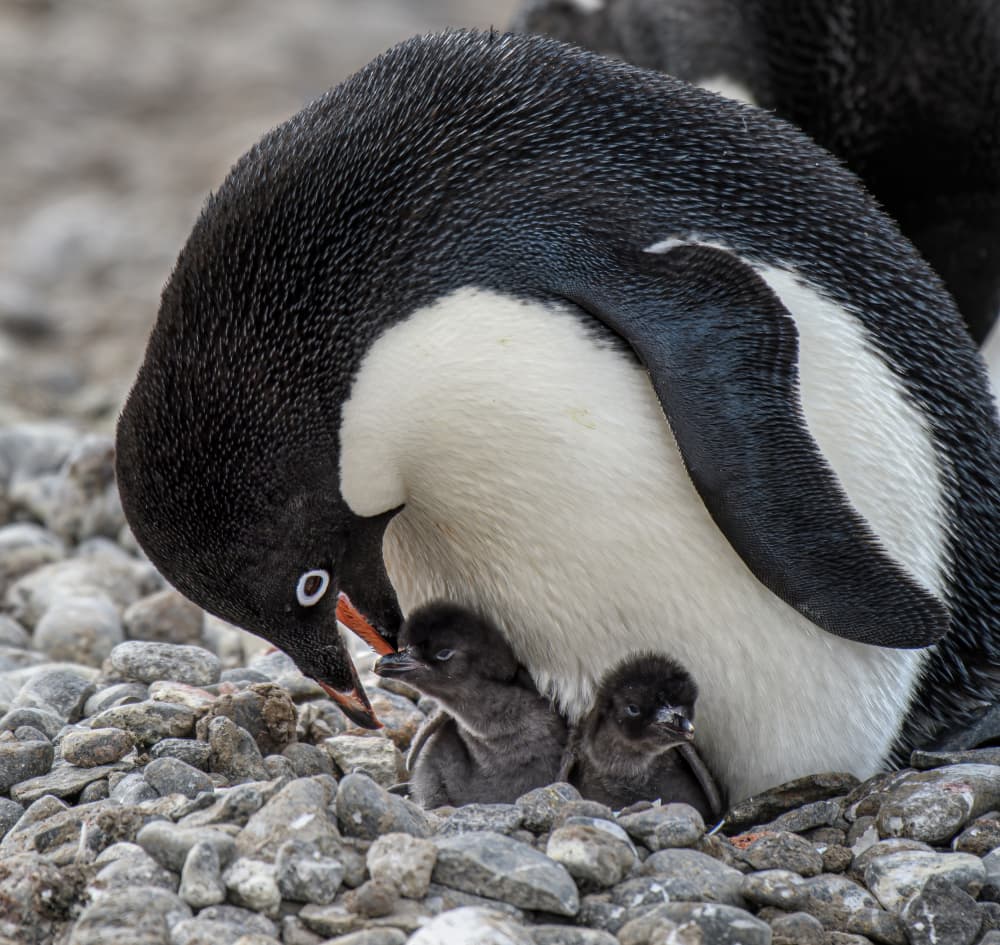 Nurturing Penguin Family by YY DB — canvas wall art