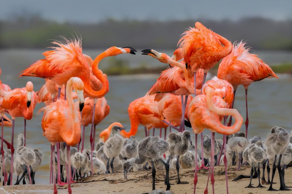 Pink Flamingo Nursery by Jun Zuo — canvas wall art