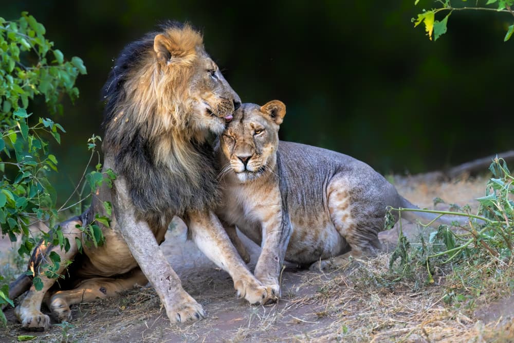 African Lion Embrace by Jun Zuo — canvas wall art