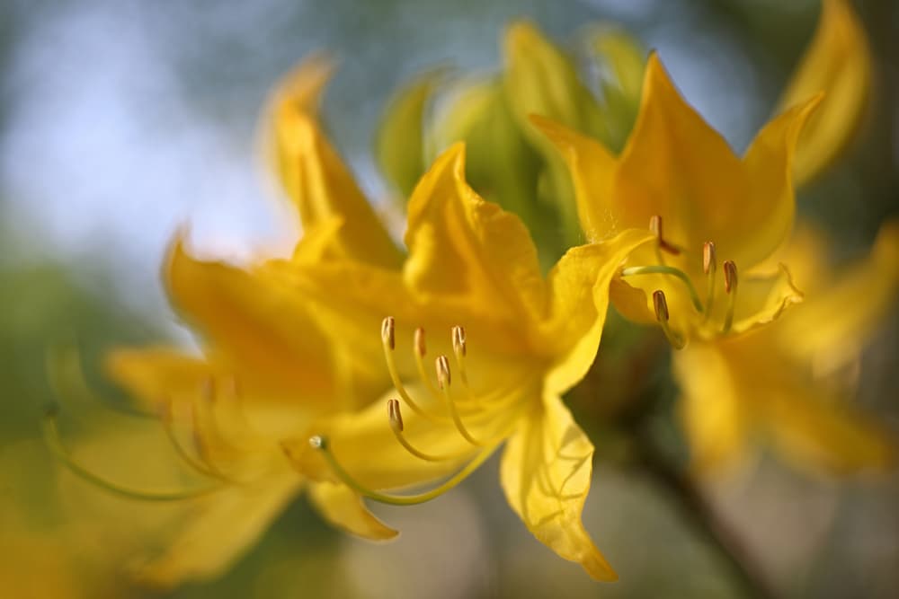 Vibrant Yellow Blooms by tonnie van marwijk — canvas wall art