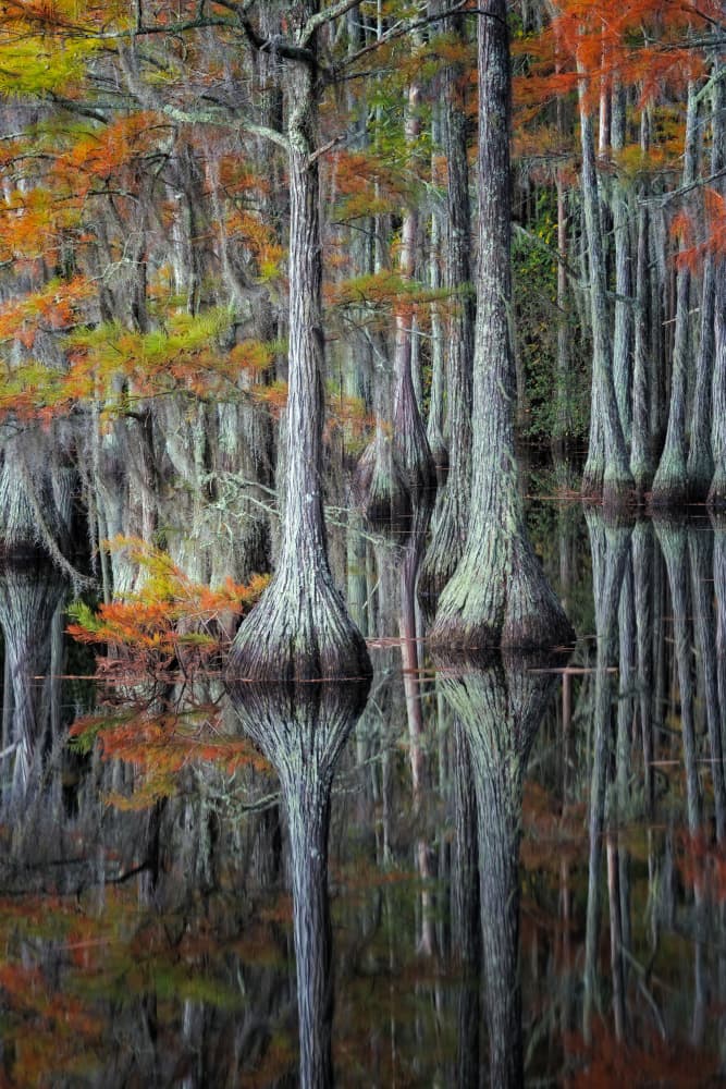 Swamp Autumn Reflection by Benton Murphy — canvas wall art