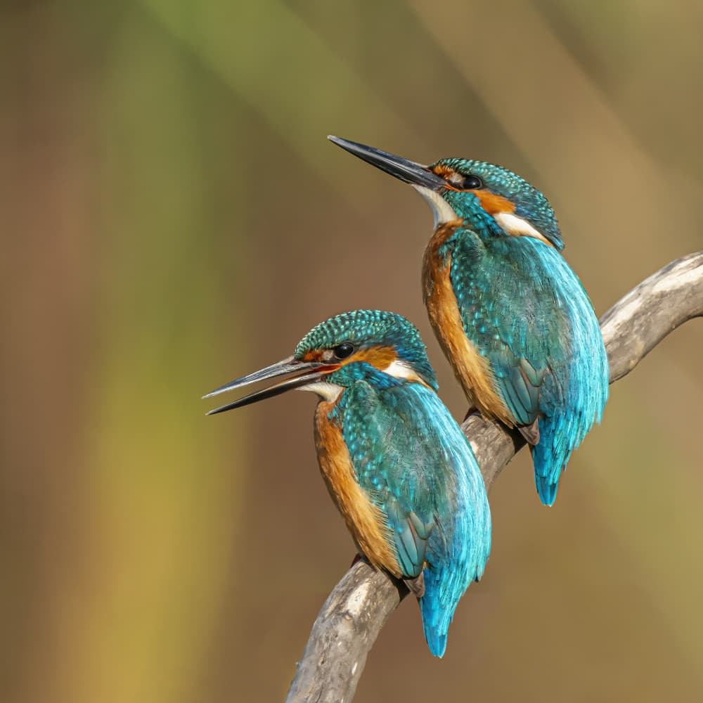 Vibrant Kingfishers Perched by Boris Lichtman — canvas wall art
