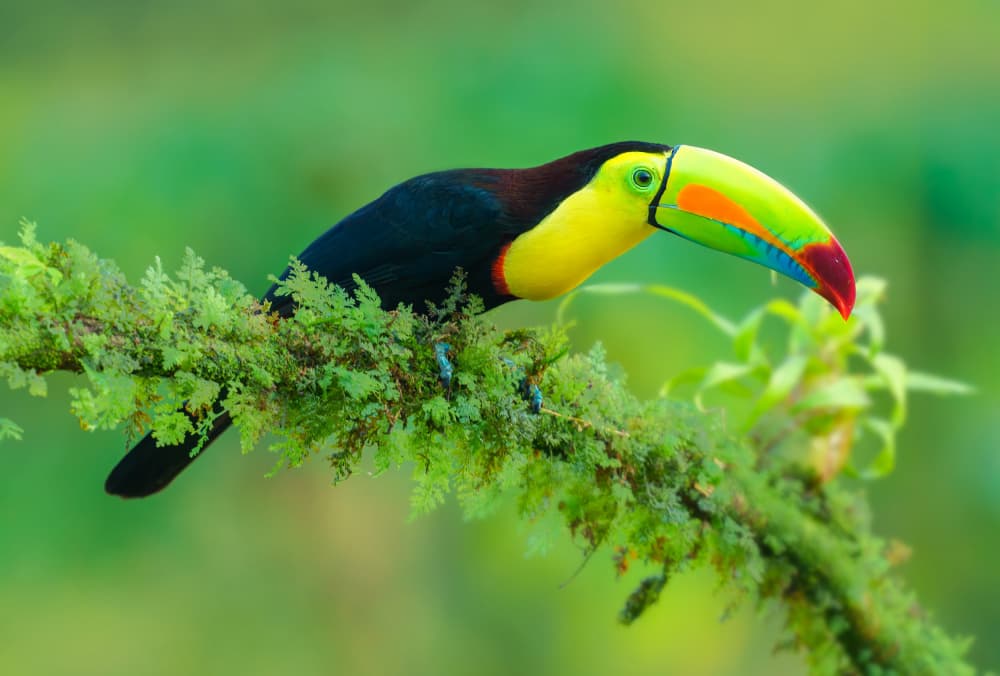 Vibrant Jungle Toucan by Mike He — canvas wall art