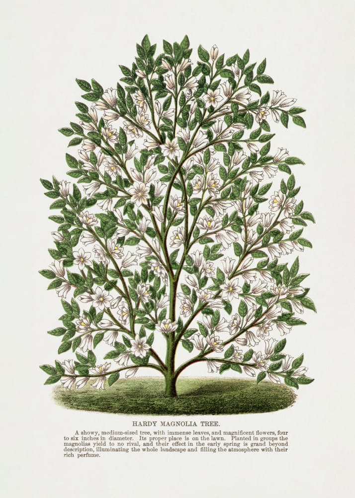 Hardy Magnolia Tree Lithograph by Botanical Specimen Rochester Lithographing — canvas wall art