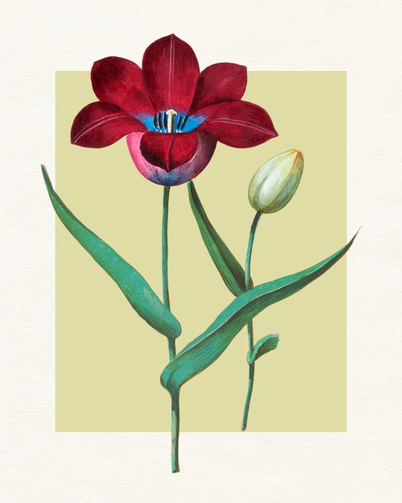 Red Tulip Blue Heart by Wild Violets — canvas wall art