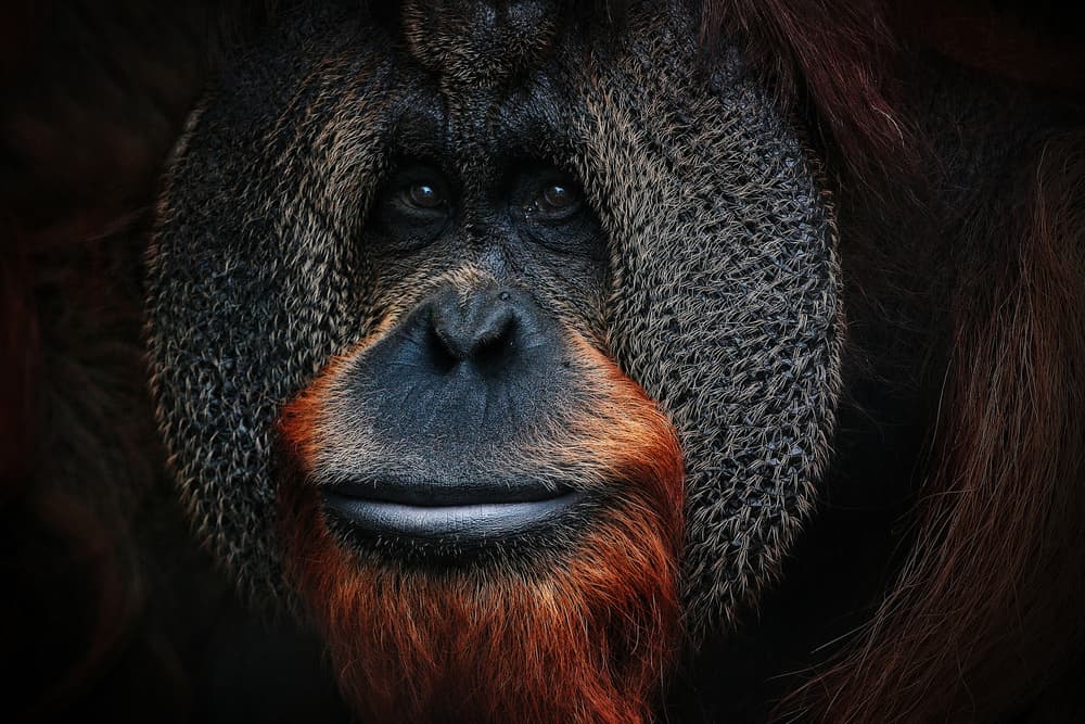 Majestic Orangutan Portrait by Antje Wenner-Braun — canvas wall art