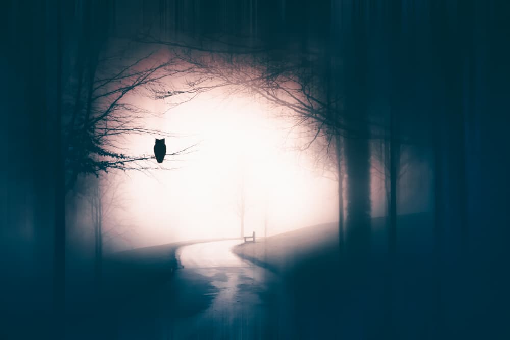 Misty Forest Owl by Eros Erika — canvas wall art