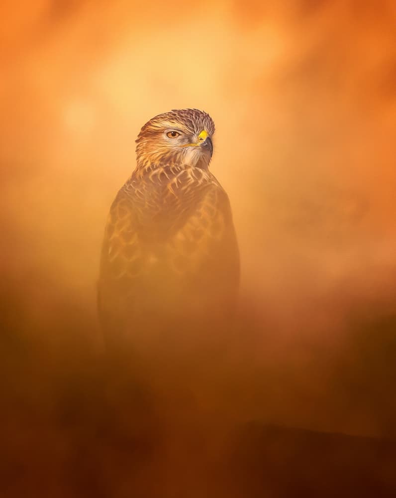 Dreamy Orange Hawk by Faisal ALnomas — canvas wall art
