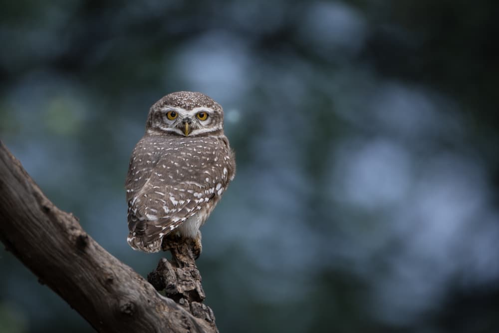 Spotted Owl Portrait by Lokesh Kumar Rastogi — canvas wall art