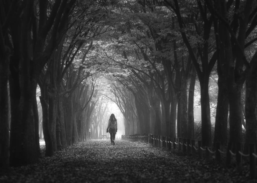 Misty Woodland Pathway by Tiger Seo — canvas wall art