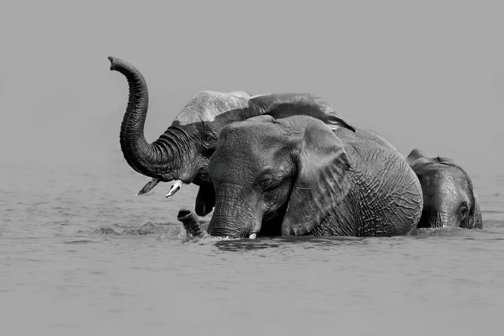 Wild Elephants Water Play by Jun Zuo — canvas wall art