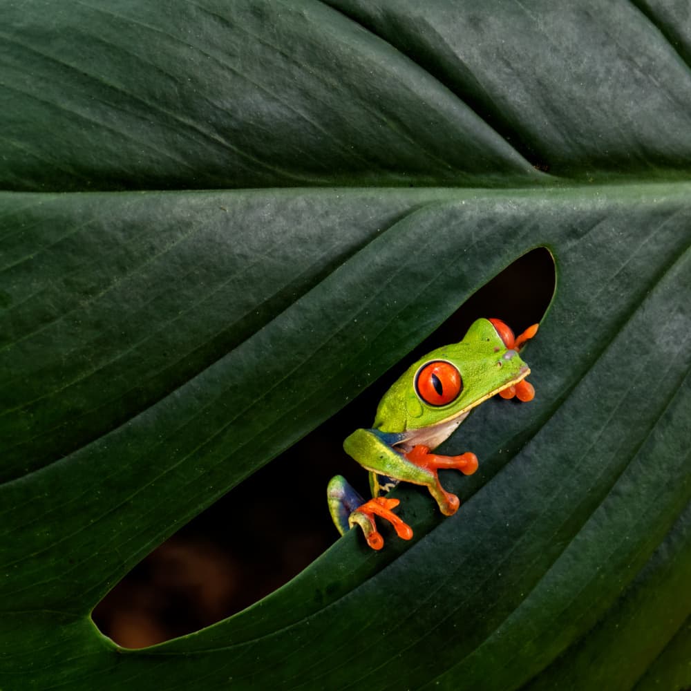 Peeking Red-Eyed Frog by Sheila Xu — canvas wall art