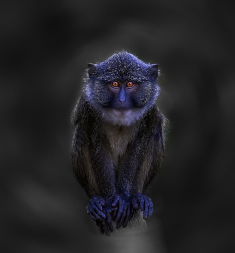 Intense Blue Monkey by Allen SDCA — canvas wall art