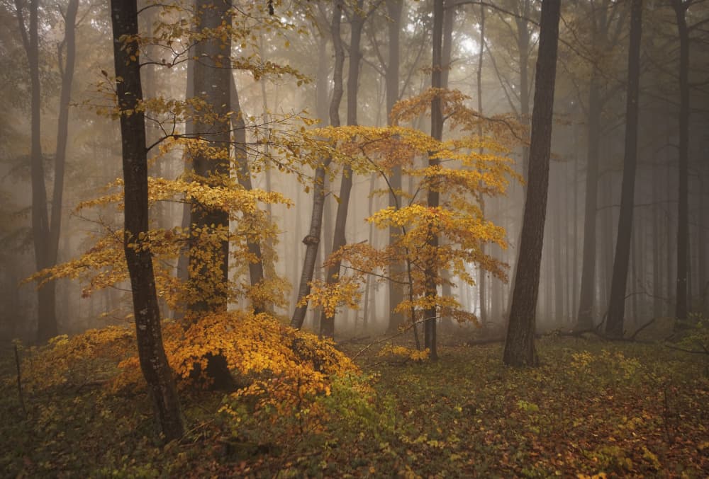 Misty Autumn Forest by Irma Warth — canvas wall art