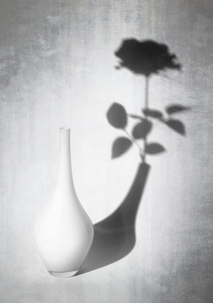 White Vase Rose Shadow by Louis-Philippe Provost — canvas wall art