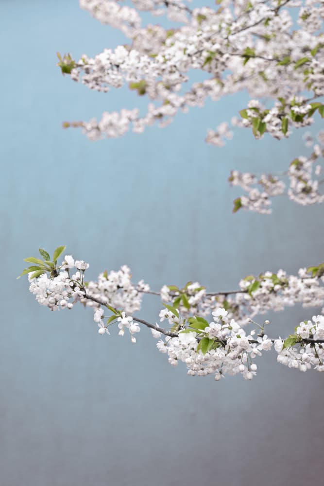 Colorful Spring 14 by Mareike Böhmer — canvas wall art