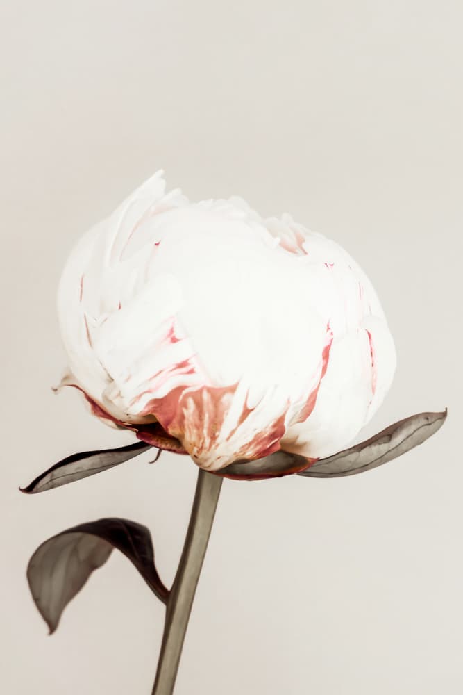 Delicate White Peony by Pictufy Studio III — canvas wall art