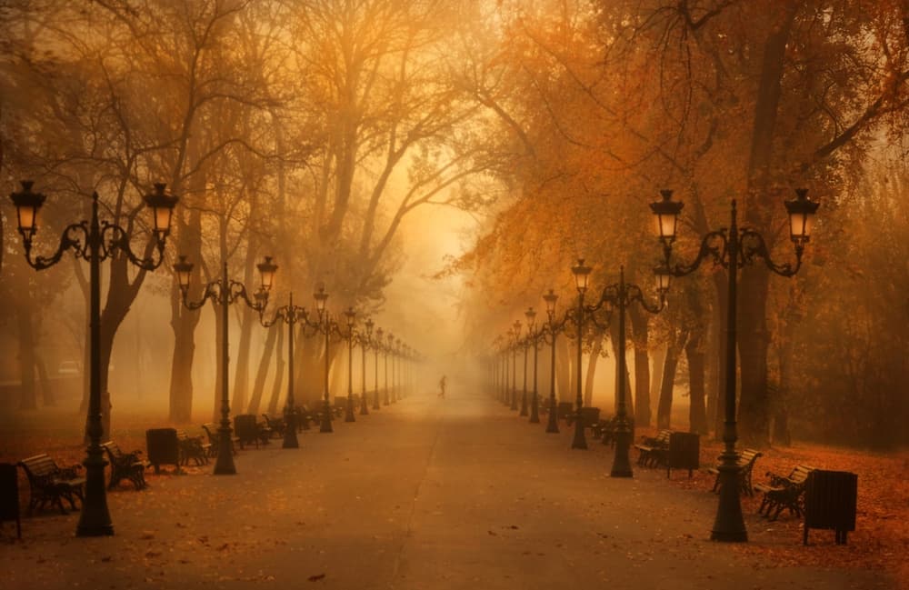 Golden Autumn Path by Cristian Andreescu — canvas wall art