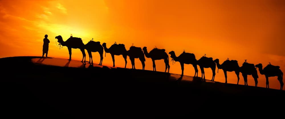 Golden Hour Camel Caravan by Moris Raskin — canvas wall art