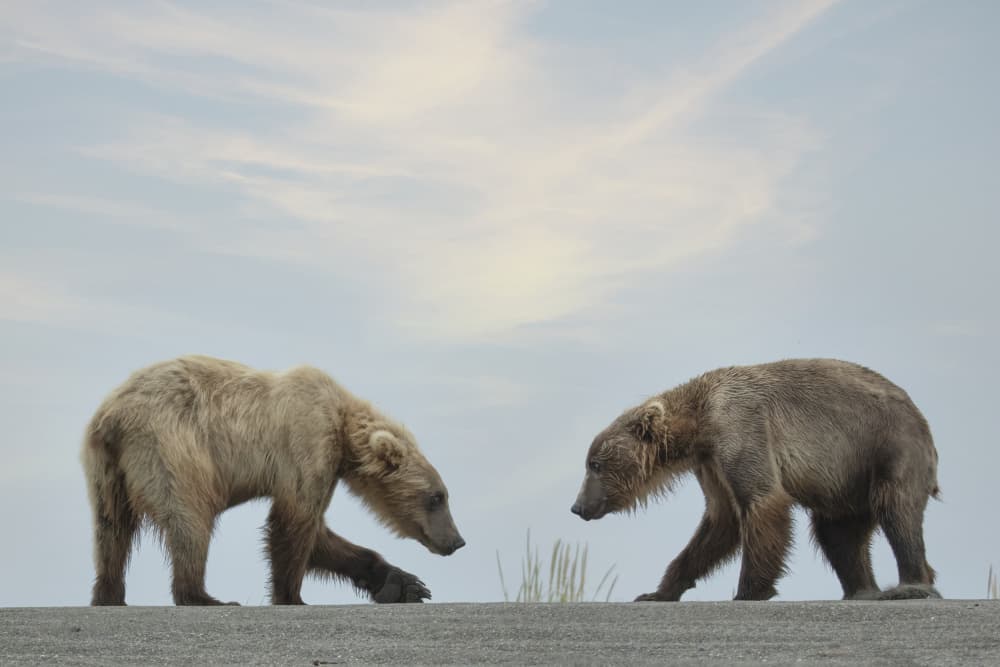 Wild Bear Encounter by Linda D Lester — canvas wall art