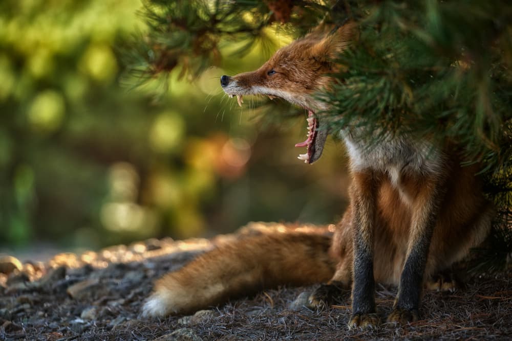 Yawning Red Fox by Ivan A. Godovikov — canvas wall art