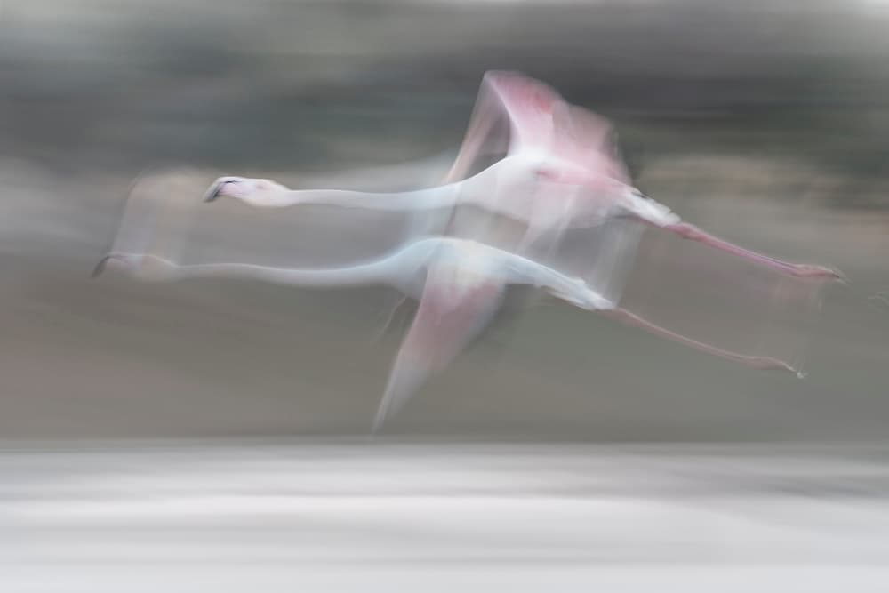Graceful Flamingo Flight by Martine Benezech — canvas wall art