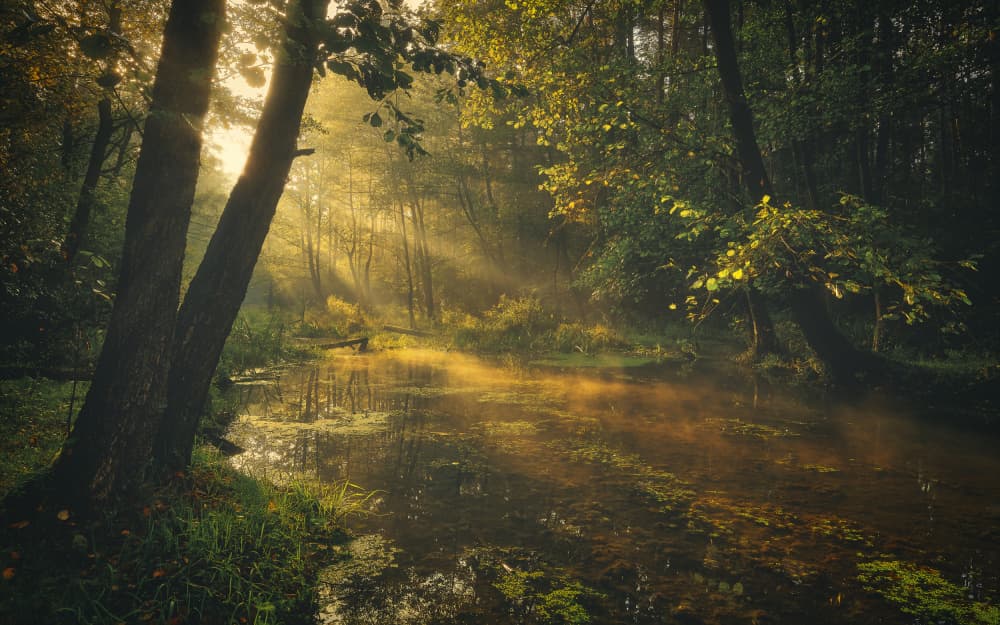 Golden Morning Forest Stream by Pawel Kado — canvas wall art